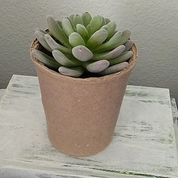 Succulent in a ceramic pot - Picture 7 of 9